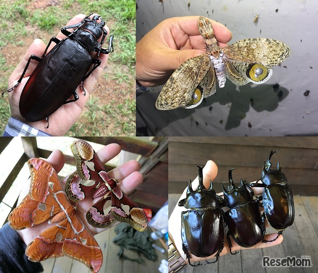 丸山先生がフランス領ギアナで採集した昆虫たち