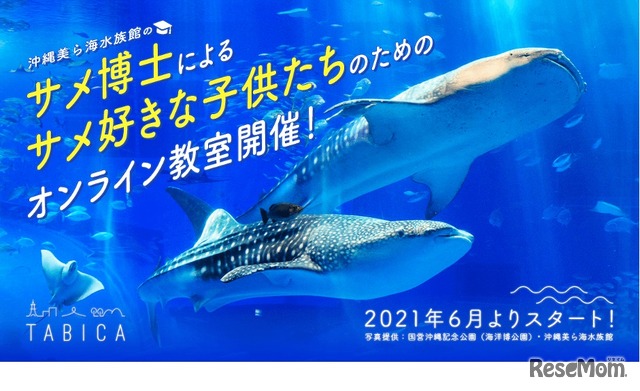 サメが大好きな子供たちを対象にしたオンライン教室「美ら海サメ博士教室」