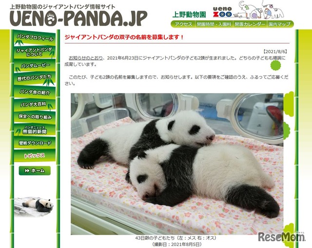 上野動物園、パンダの双子赤ちゃん名前募集 1枚目の写真・画像 | リセマム
