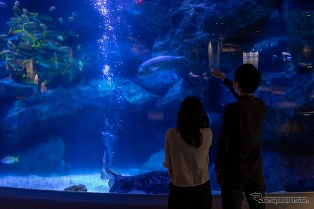 すみだ水族館「夏の夜すい」（8月29日まで）