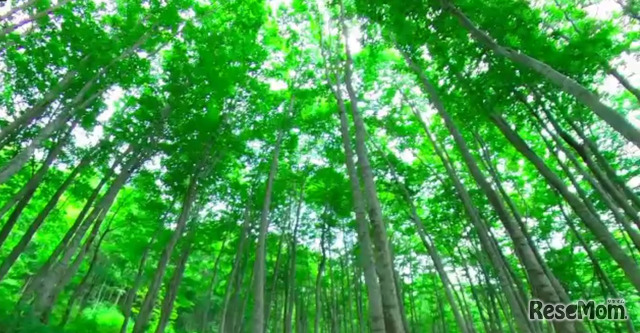 映像で見るだけでも、気持ちの良いブナの森に癒やされる