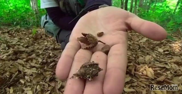 ブナの実は多くの生き物の貴重な栄養源