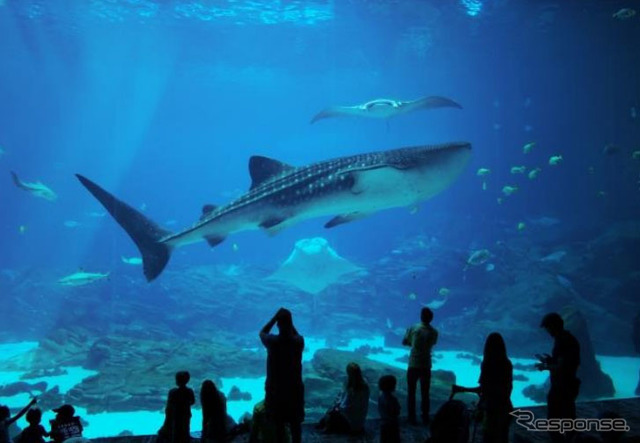 美ら海水族館（沖縄県）