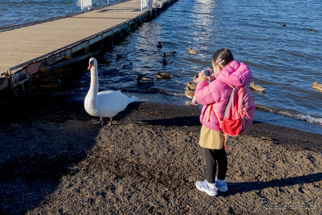 桟橋近くの白鳥や鴨などは、人に慣れているせいか、自然と寄ってくるので子供も楽しめる。