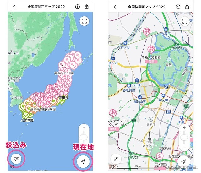 全国桜開花マップ 2022：現在地周辺を確認したい場合は「現在地ボタン」を、開花状況で絞り込み検索をする場合は「絞り込みボタン」をタップ