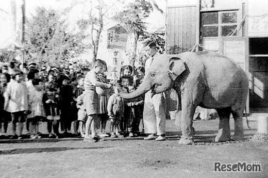 昭和25年にアジアゾウのはな子が移動動物園で来園（本格的な飼育展示は昭和29年から）