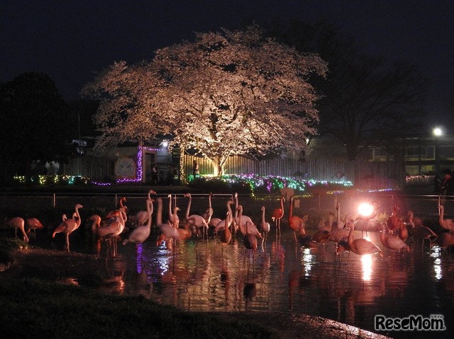 【春休み2022】東武動物公園「春のナイトZOO」