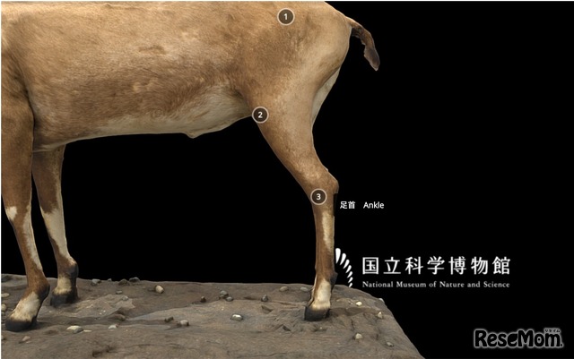 動物の1.股関節、2.膝関節、3.足首の位置を示している