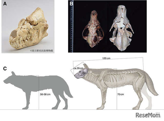 研究で分析した本州に生息していた更新世オオカミとニホンオオカミ (A) 今回分析した栃木県産の更新世オオカミの頭骨(B) 神奈川県で捕獲された標準的なニホンオオカミの標本 (Canis lupus hodophilax) (左) と更新世オオカミ(右) との頭骨サイズの比較(C) ニホンオオカミ（左）と更新世オオカミ（右）の体格の差異