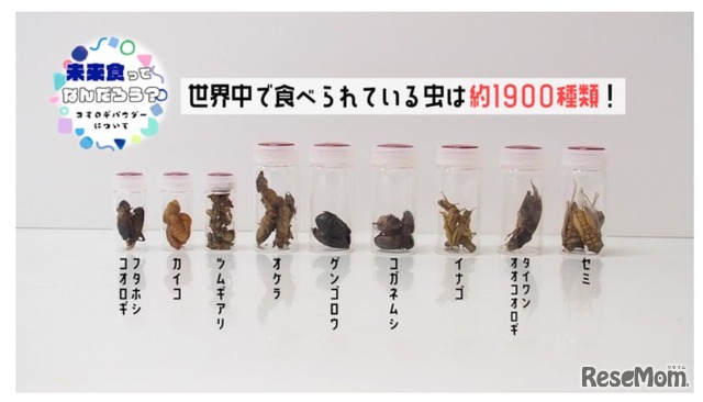 世界中で食べられている虫は約1900種類