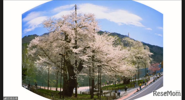 移植された2本の桜は「荘川桜」として親しまれ、J-POWERの理念である「地域との共生」のシンボルとなっている
