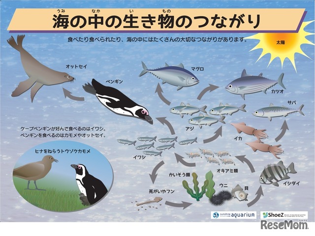 海の中の生き物のつながり