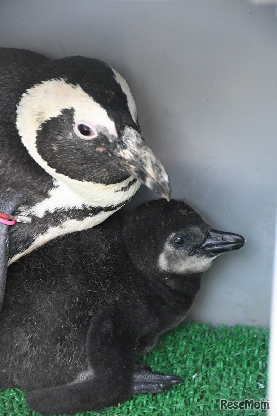 ケープペンギンの赤ちゃん、生後30日目（2023年2月21日孵化、性別不明）