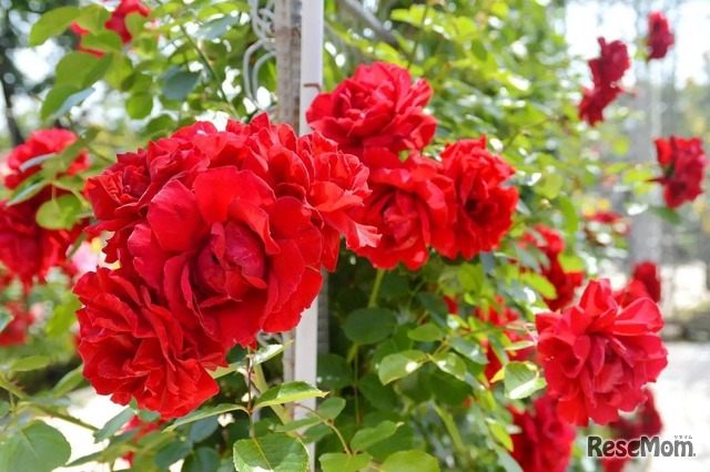 大きな紅色の花が圧巻なつるバラ「ダイナマイト」