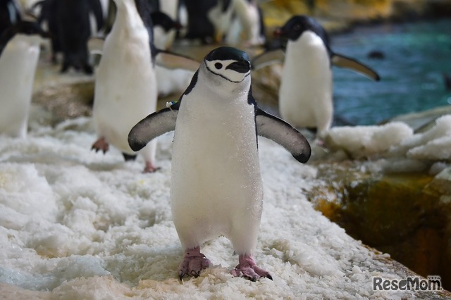 ペンギンから考える元気のヒミツ