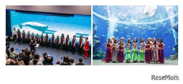 (左)鴨川少年少女合唱団「クリスマス ミニコンサート」、(右)HILO Hawaiian Academy「クリスマス公演」