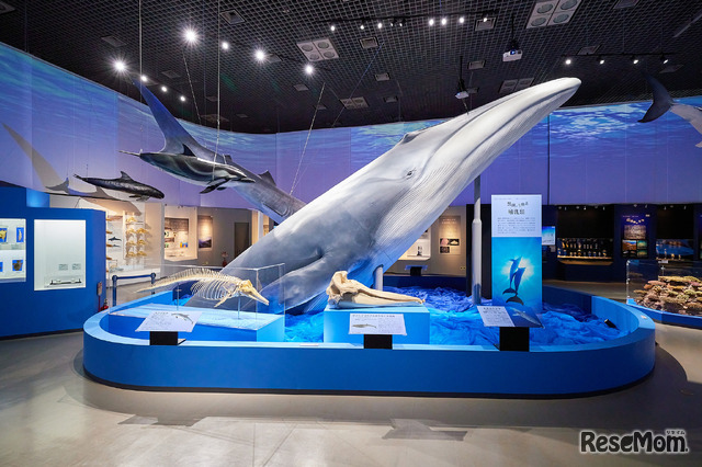 ナガスクジラ上半身標本（東京展のようす）