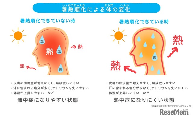 暑熱順化による体の変化