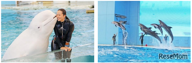 海の動物たちのショー