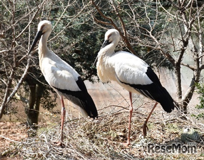 特別天然記念物　コウノトリ（ニホンコウノトリ）