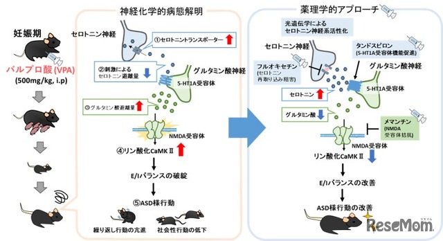 研究手法・研究成果