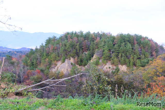 ぶどう畑から石炭採掘で出た土が盛られた通称“ズリ山”がよく見えた。かつて「ズリ山に木は生えない」と言われていたそうだが、木々が生い茂り、いわきの地を見守っているようだった