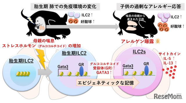 妊娠中の母体の喘息やストレスが子供の喘息を悪化させるメカニズム