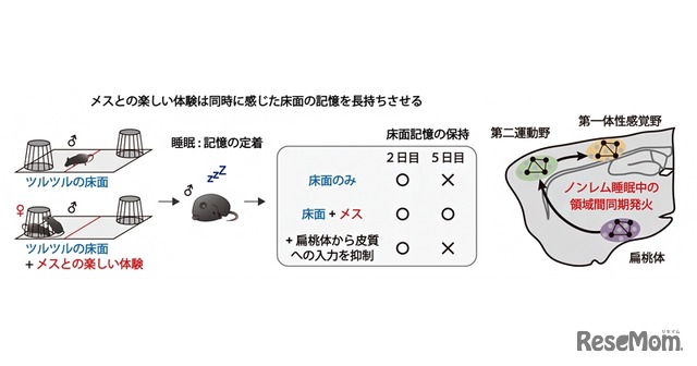 楽しい体験とともに感じた床面の記憶を強化する神経メカニズム