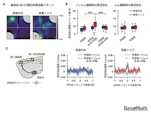 メスの提示による早期ノンレム睡眠時の扁桃体-M2-S1間の同期発火増強