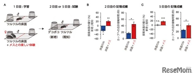 メスの提示による床面の記憶の強化