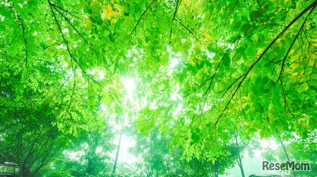 画像はイメージです