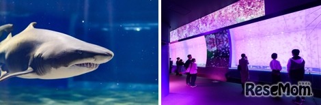 大洗水族館（イメージ）