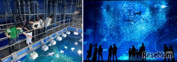 大洗水族館（イメージ）