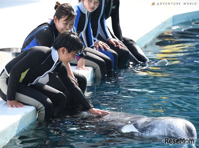 イルカとの触れ合いのようす
