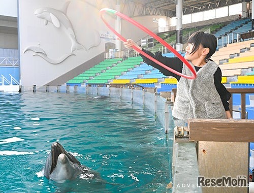 Play with Dolphin