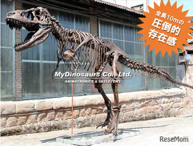 ティラノサウルス全身骨格