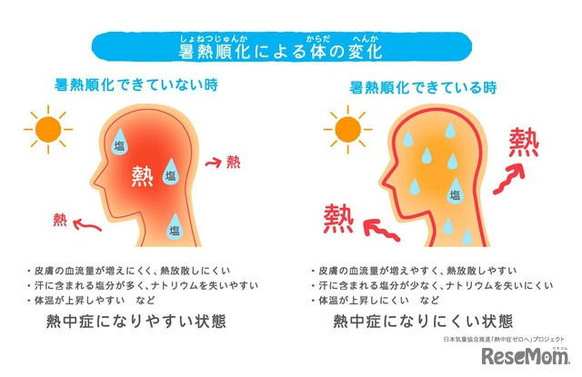 暑熱順化による体の変化