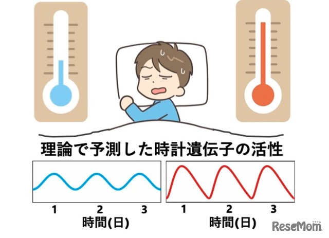 体内時計の仕組み: 高温で遺伝子活性の波形がひずむことで周期を保つという理論とその検証