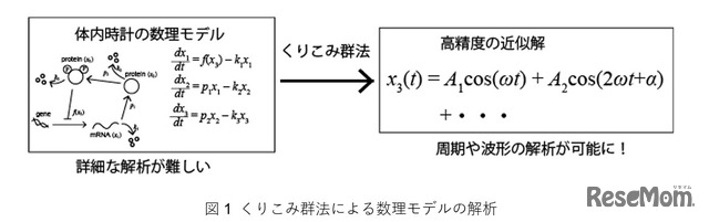 くりこみ群法による数理モデルの解析