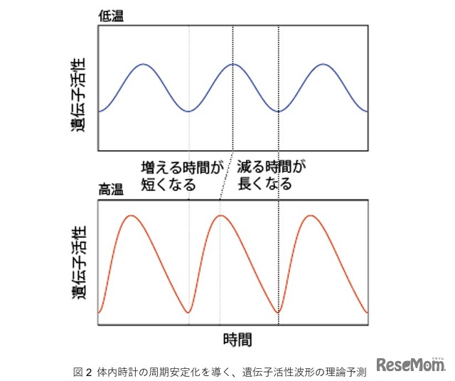 体内時計の周期安定化を導く、遺伝子活性波形の理論予測