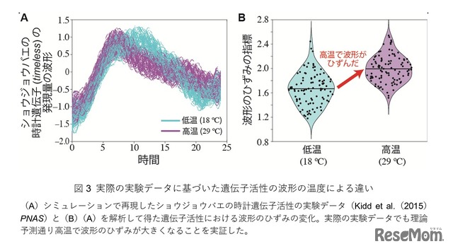 実際の実験データに基づいた遺伝子活性の波形の温度による違い