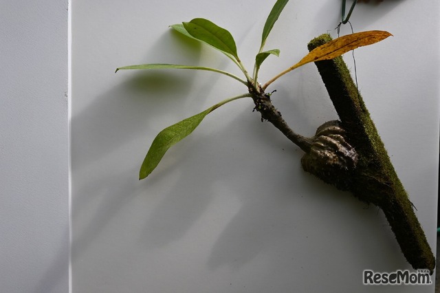 アリ植物の一種・ミルメコディア　ツベロサ
