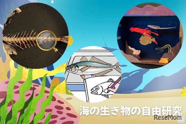 海の生き物の自由研究