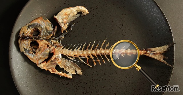 【実験】魚の骨を大研究