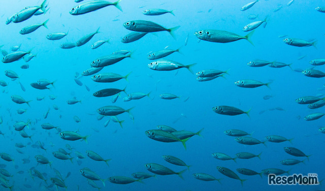 【観察】海の生き物を観察しよう