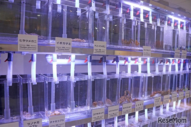 身近な海の生きもの研究所