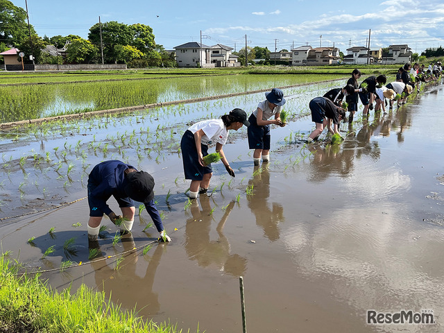 「食と農」の探究。田植えや稲刈り、パッケージ制作、販売までを生徒主体で行う“富士見米プロジェクト”