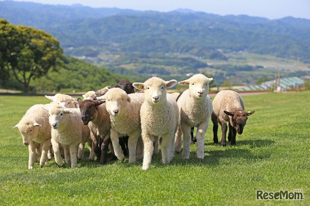 マザー牧場「秋のこども写生大会」