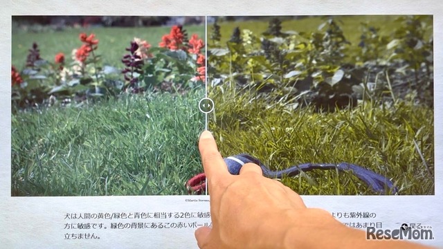 体験展示：ヒトとイヌの色覚を比較してみよう（画像提供：野口 靖氏）