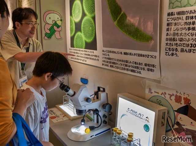 美しい世界に没入できること間違いなし！「藻類（そうるい）の世界をのぞいてみよう」